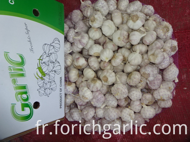 Export Standard Garlic